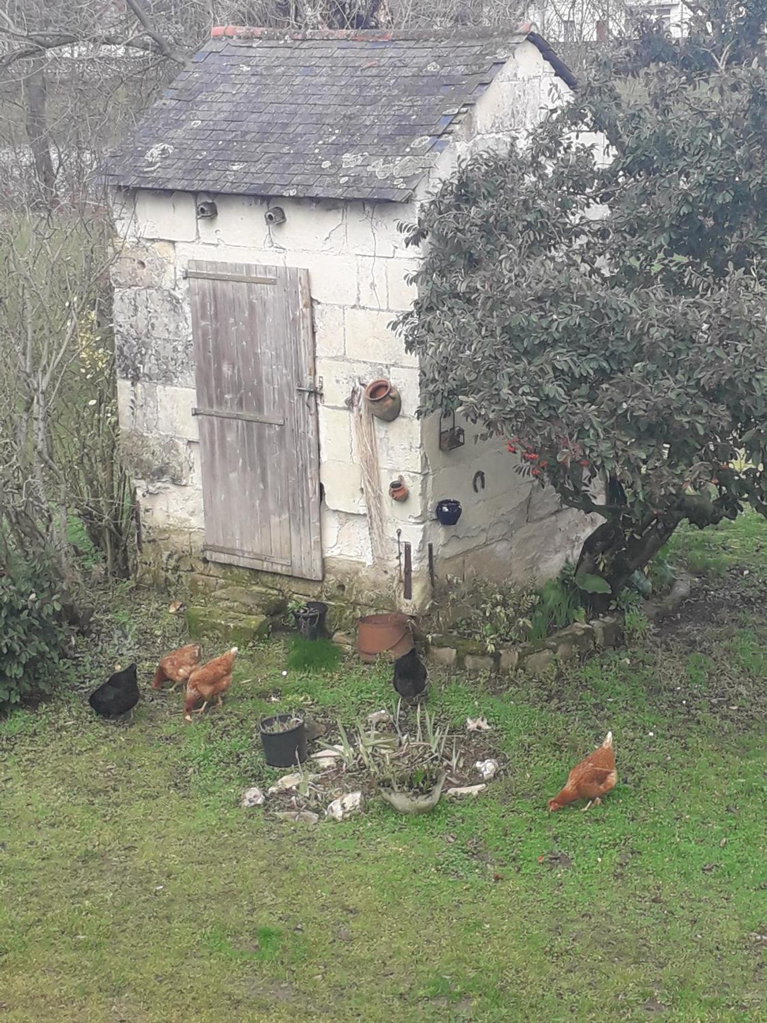 Chambres D'Hotes De L'Ile Du Saule Saumur Zewnętrze zdjęcie
