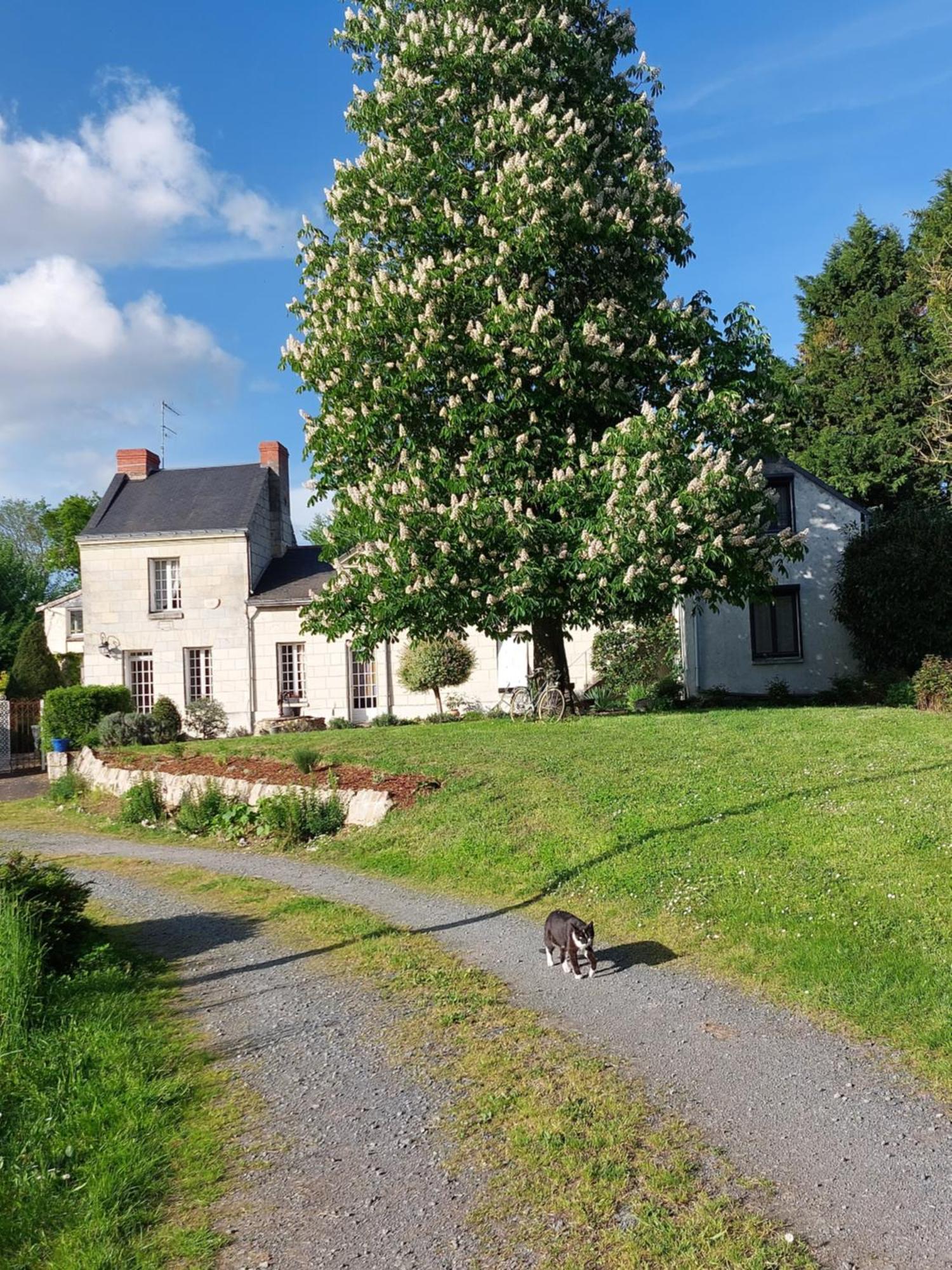 Chambres D'Hotes De L'Ile Du Saule Saumur Zewnętrze zdjęcie
